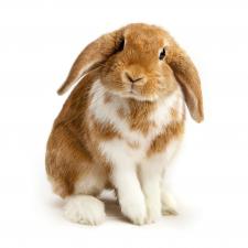 OYU Cosmetics Leaping Bunny certified